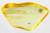 Fossil Ant-Like Stone Beetle (Scydmaeninae) in Baltic Amber #321736-1